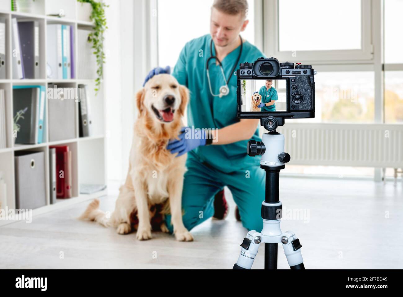 Veterinarian stroking golden retriever dog Stock Photo