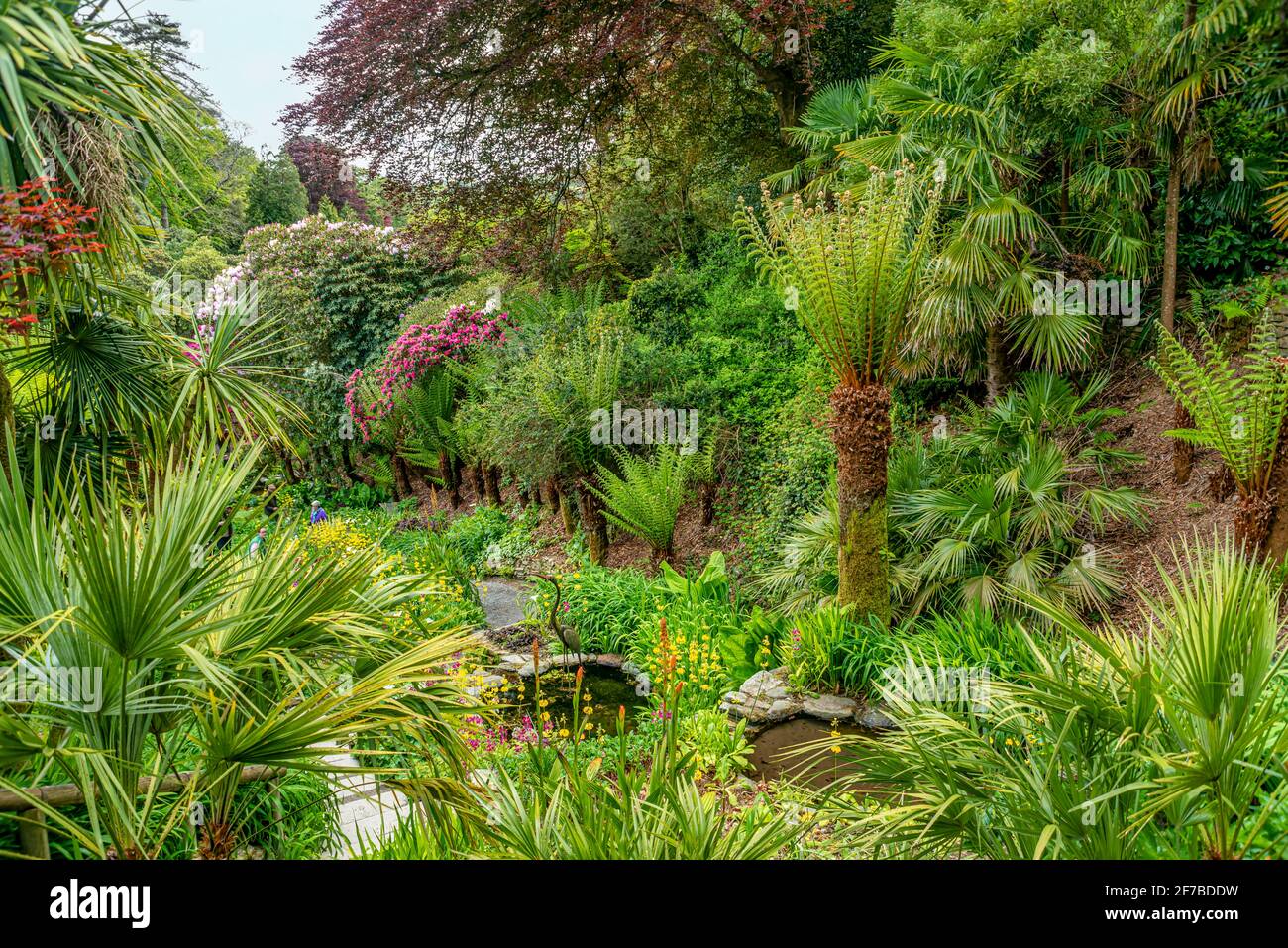 Tree Fern Garden Uk High Resolution Stock Photography and Images - Alamy