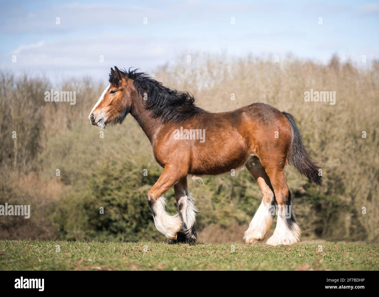 Big strong young bay Irish gypsey cob shire horse foal standing proud in sunshine countryside paddock field setting blue sky and green grass. Stock Photo
