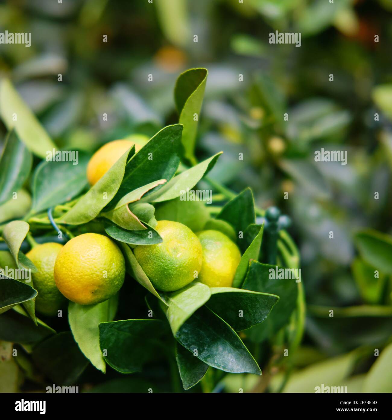 Calamondin, or citrofortunella, is an ornamental citrus plant that blooms profusely and bears fruit, and grows well at home. Stock Photo