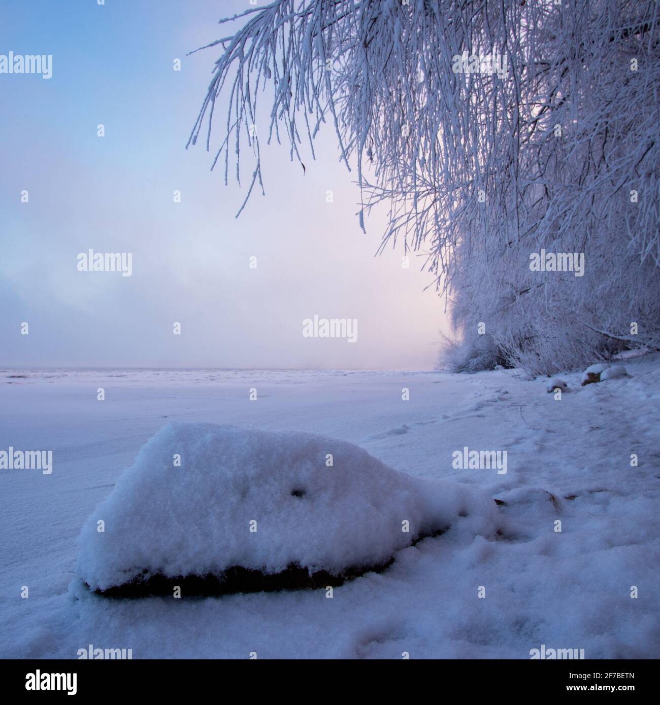 Winter landscape at dawn, the bank of a frozen river. Hanging tree ...