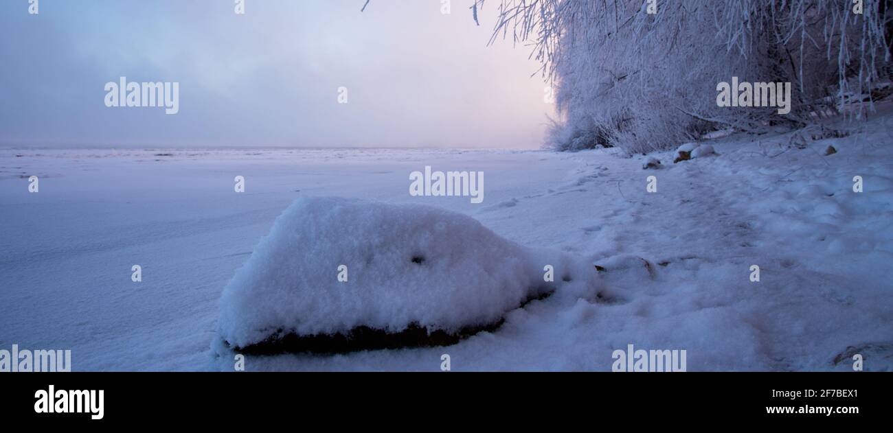 Winter landscape at dawn, the bank of a frozen river. Hanging tree ...