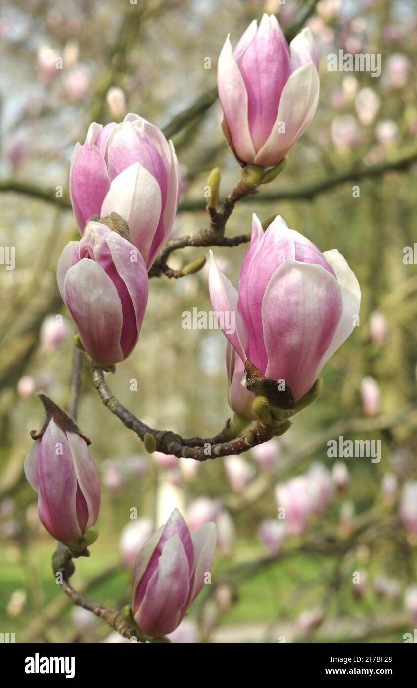 Magnolia lilac hi-res stock photography and images - Alamy