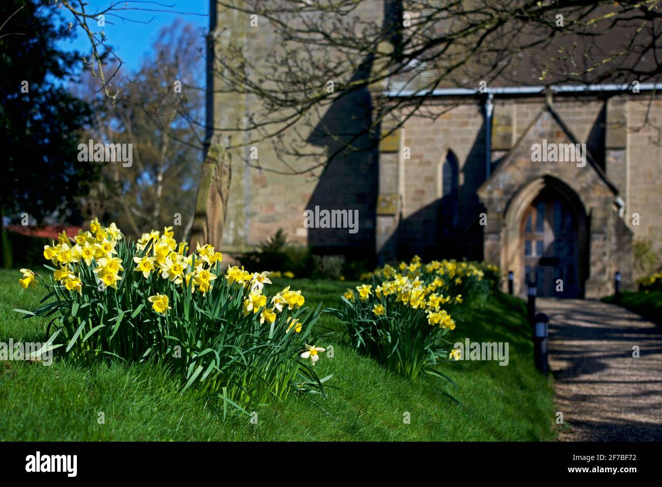 A display of spring daffodils in the churchyard of All Saints church in the village of Lund, East Yorkshire, England UK Stock Photo