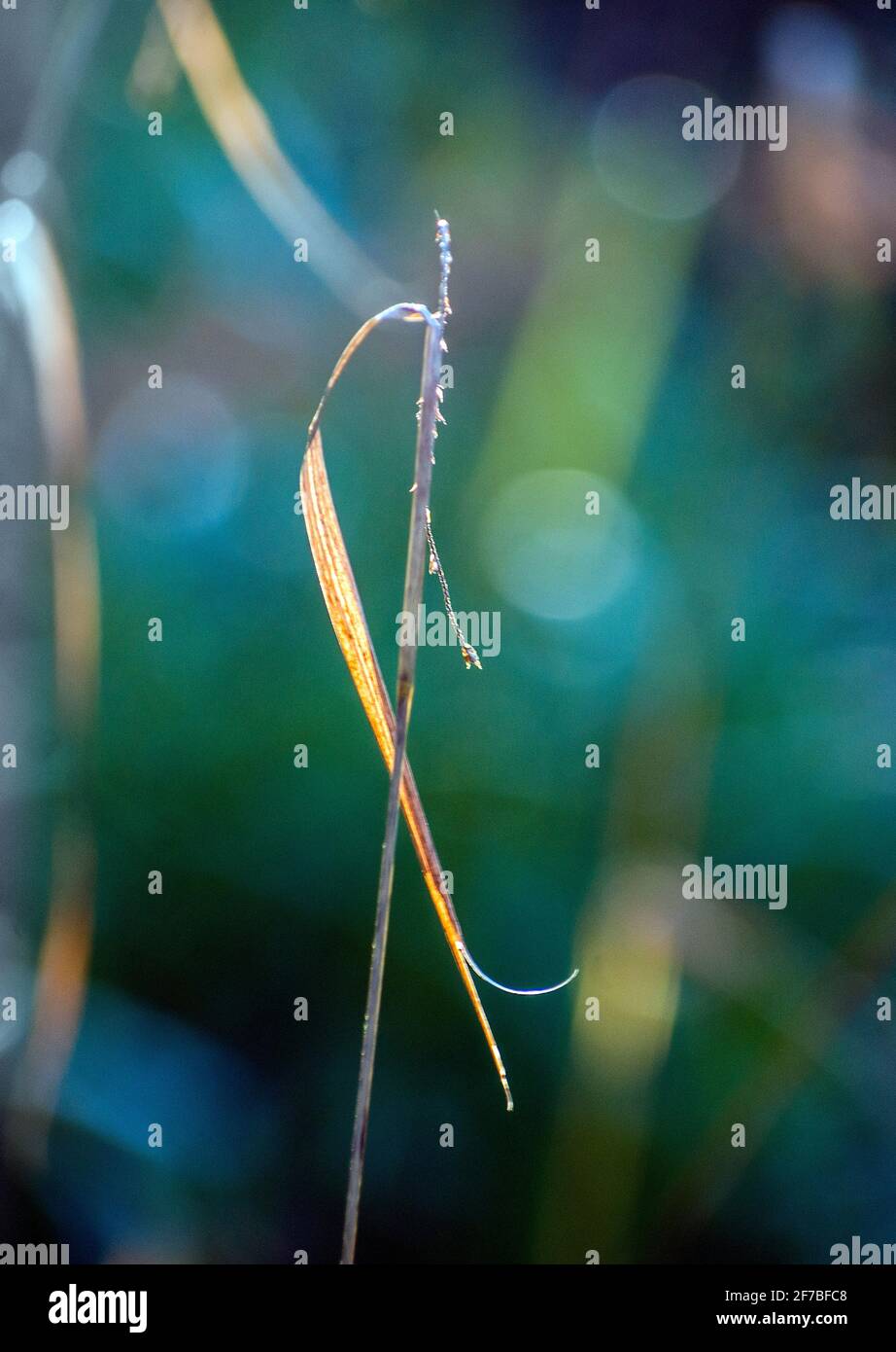A blade of grass forms an interesting design Stock Photo Alamy