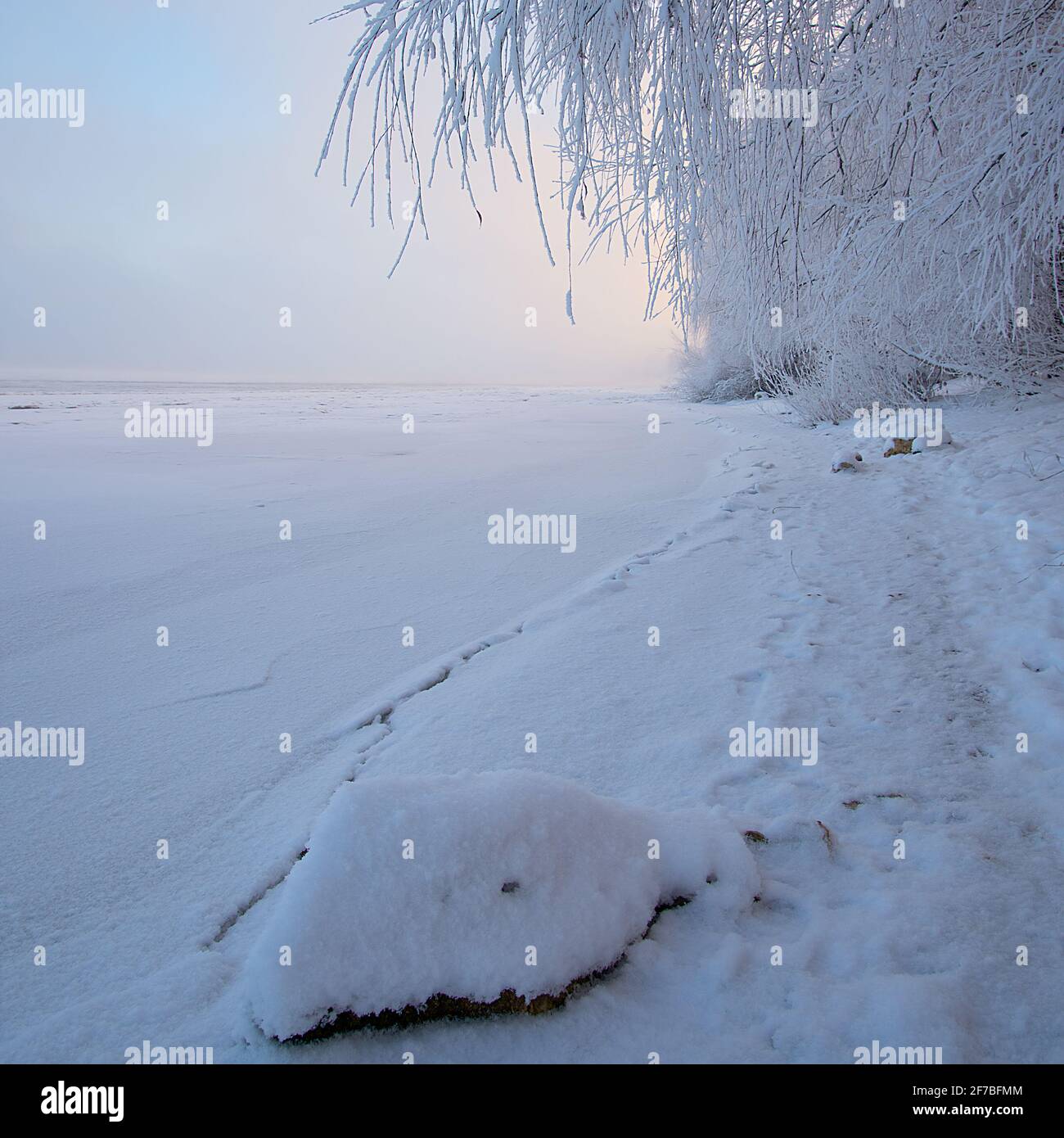 Winter landscape at dawn, the bank of a frozen river. Hanging tree ...
