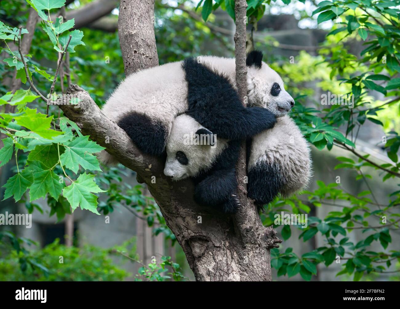 Two playful panda bears in tree Stock Photo Alamy