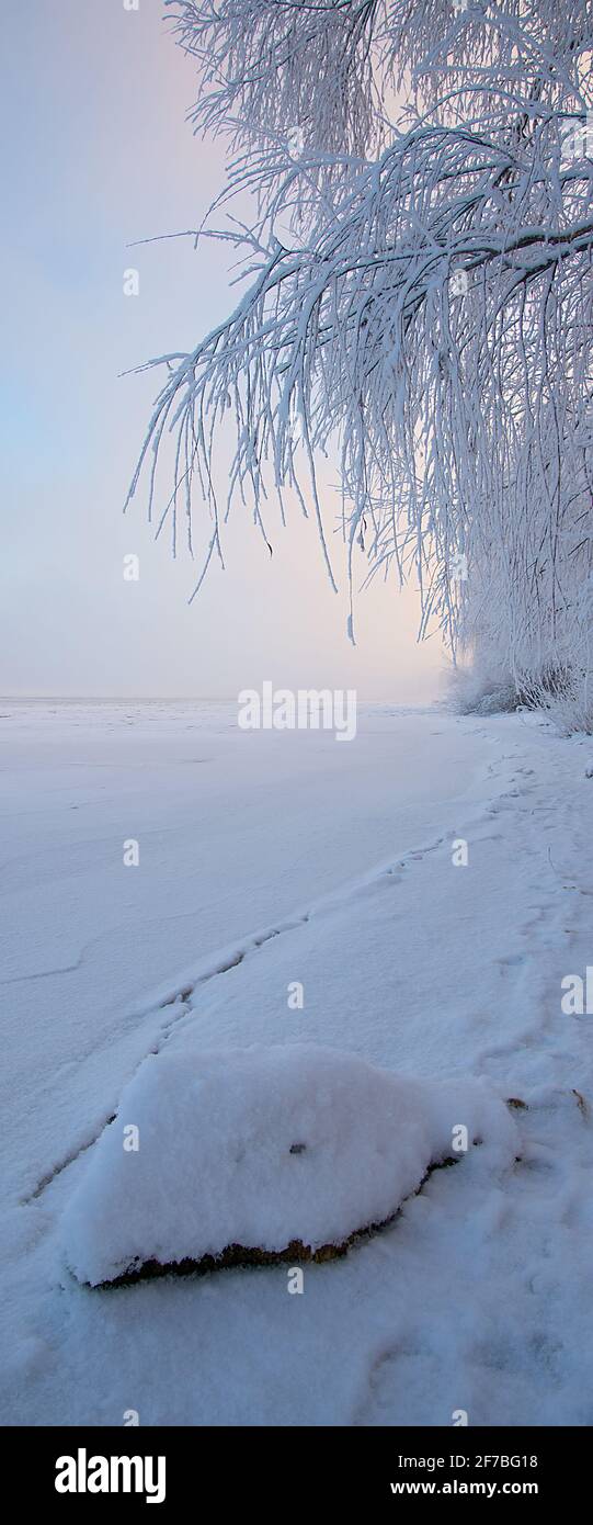 Winter landscape at dawn, the bank of a frozen river. Hanging tree ...