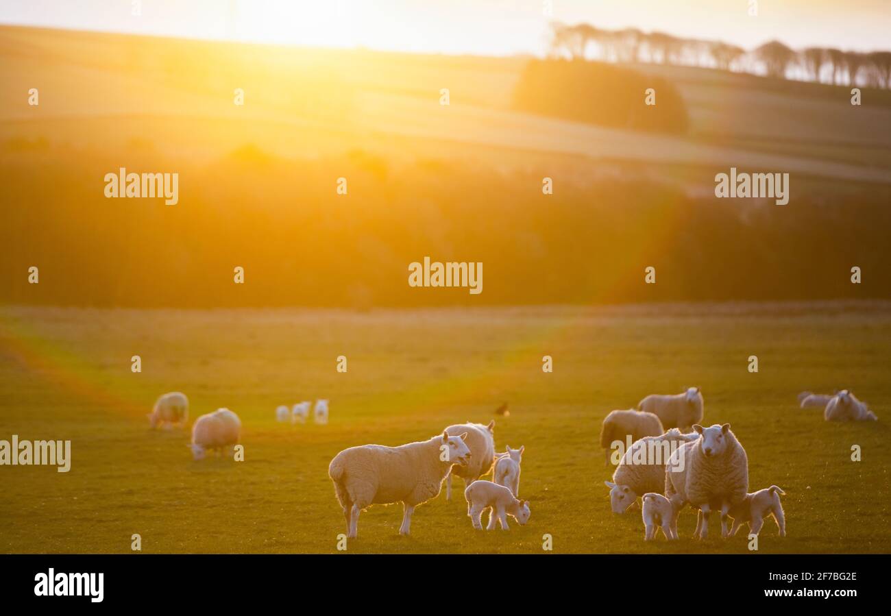 Blainslie, Scottish Borders, UK. 6th Apr, 2021. UK. Scotland, UK., nature, farming Young lams and ewes sheep in fields at sunrise near Blainslie in the Scottish Borders, Scotland. Credit: phil wilkinson/Alamy Live News Stock Photo