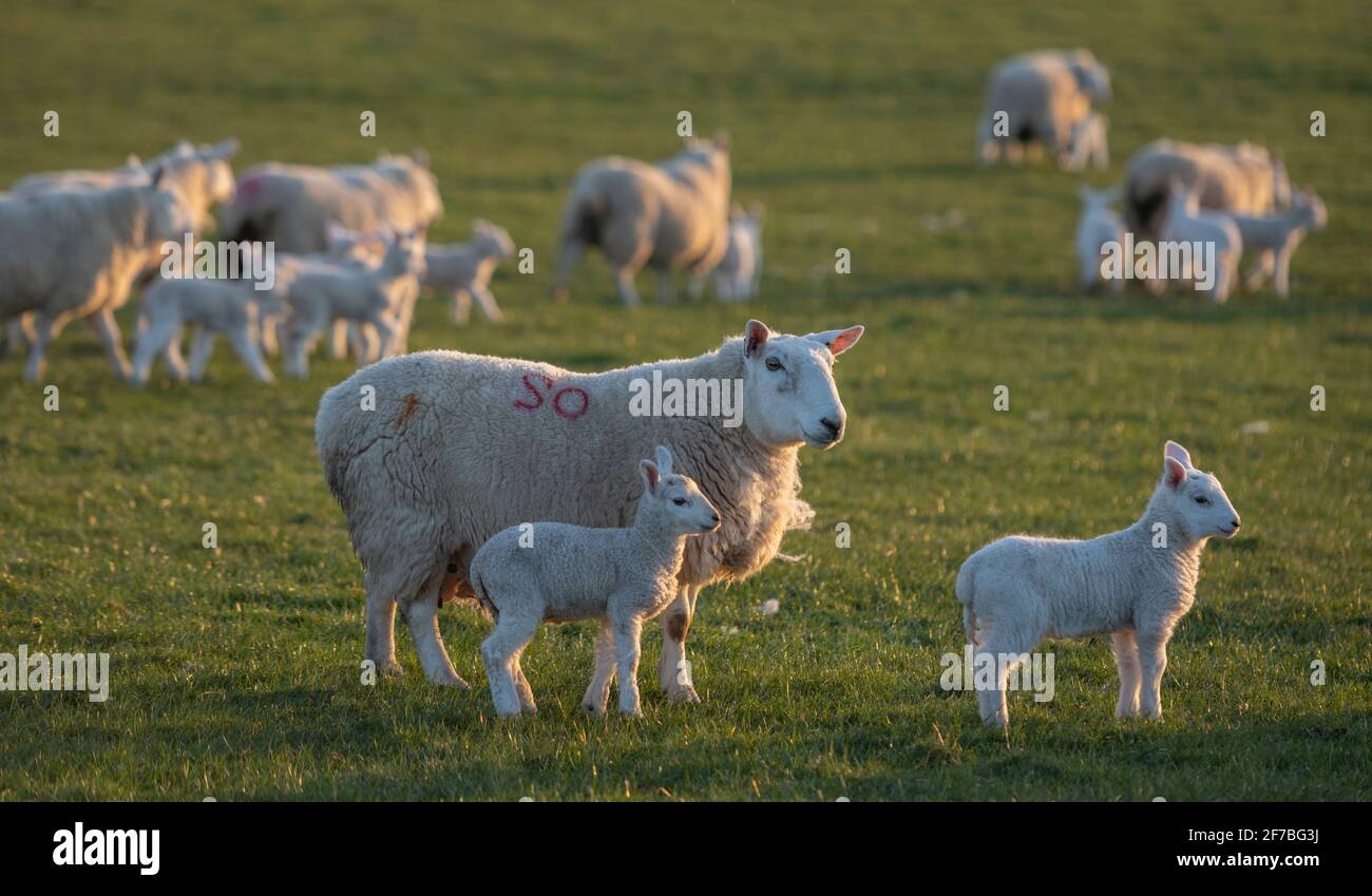 Blainslie, Scottish Borders, UK. 6th Apr, 2021. UK. Scotland, UK., nature, farming Young lams and ewes sheep in fields at sunrise near Blainslie in the Scottish Borders, Scotland. Credit: phil wilkinson/Alamy Live News Stock Photo
