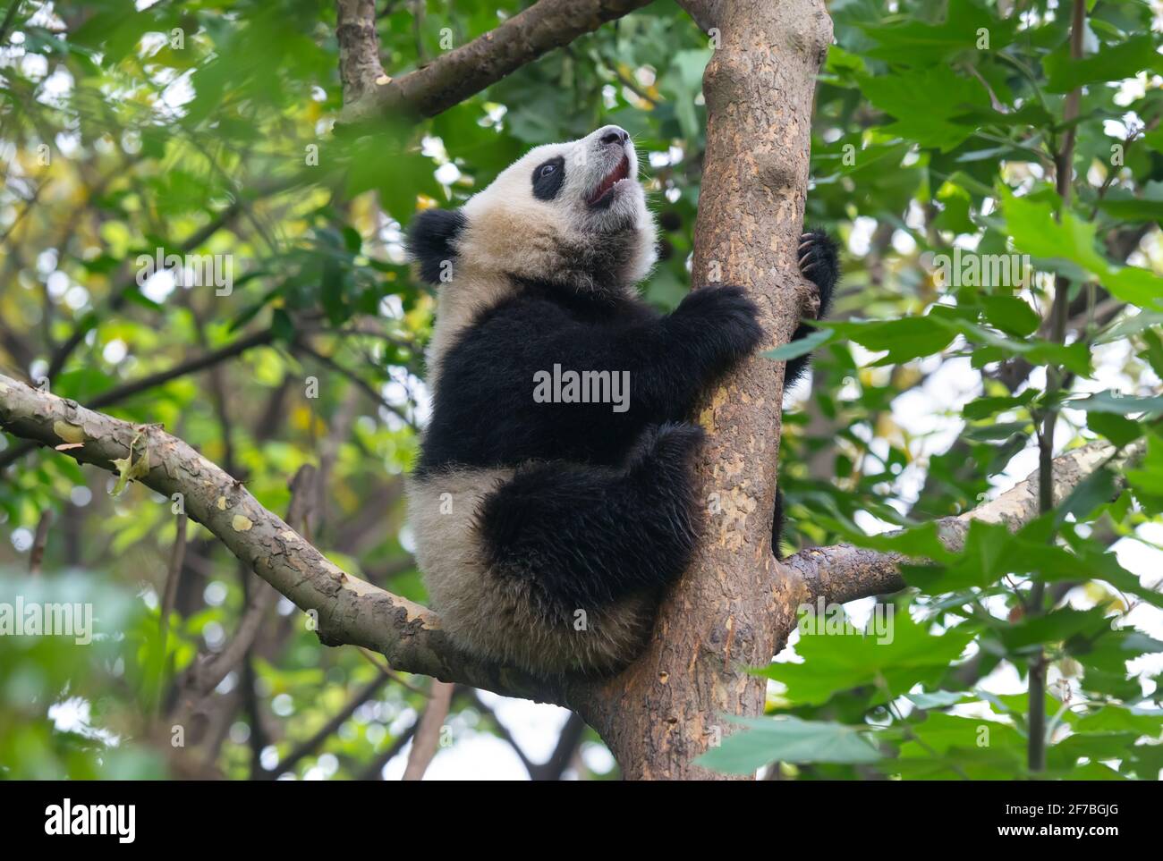 Giant panda bear in tree Stock Photo - Alamy