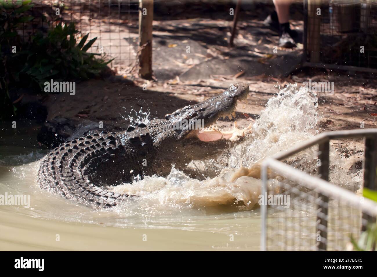 A large Crocodile  being fed by hand, at Hartley's Crocodile Adventures, Captain Cook Highway, Wangetti, Queensland, Australia. Stock Photo