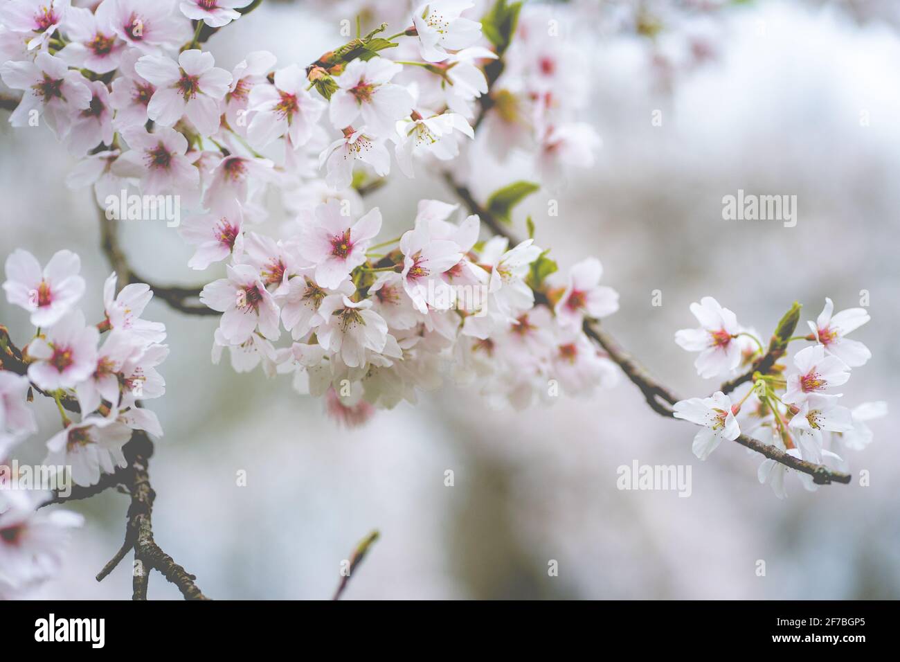 Cherry Blossom, Japanese park Amstelveen, The Netherlands Stock Photo ...