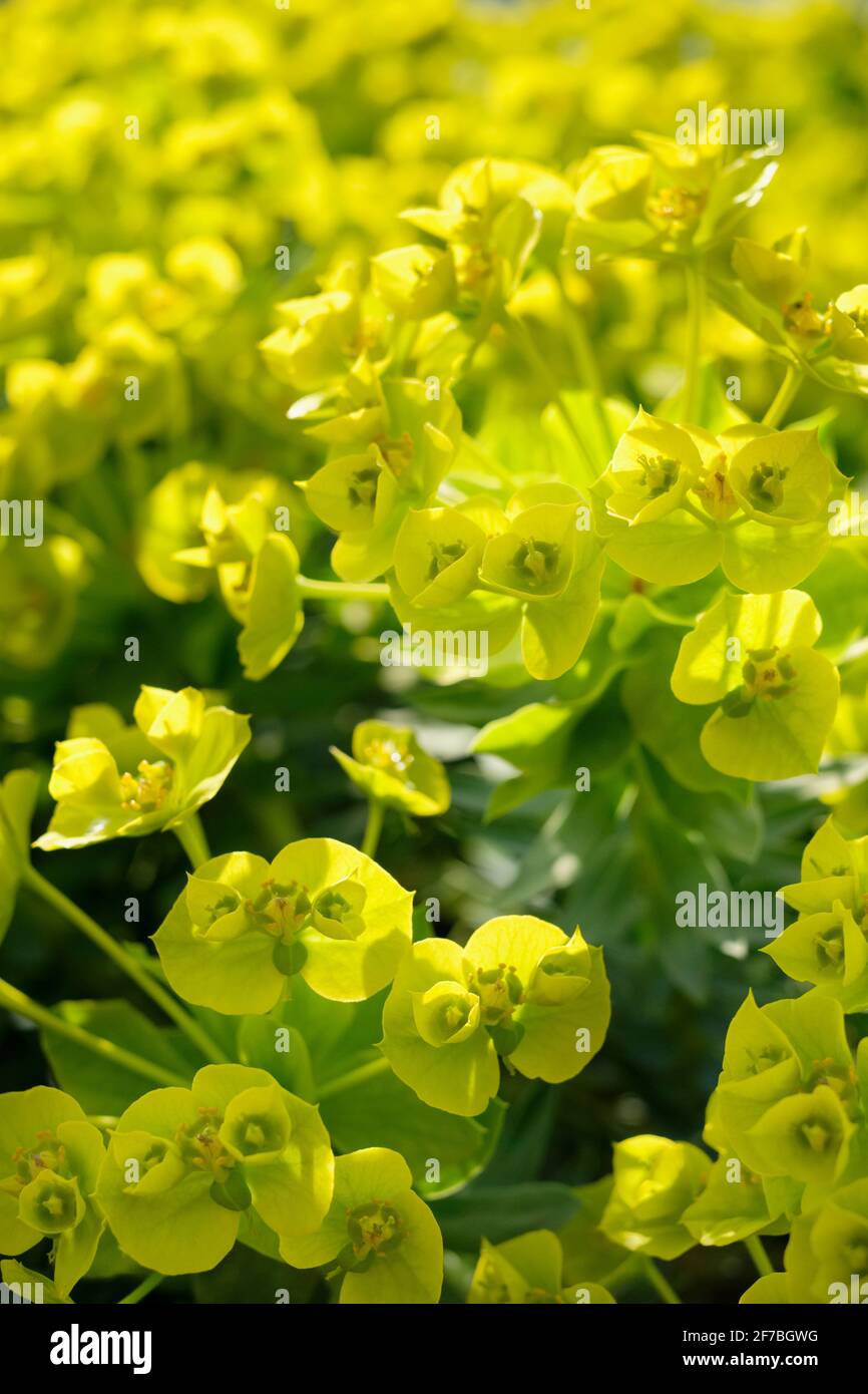Euphorbia rigida, gopher spurge or upright myrtle spurge. Bright yellow springtime flowers Stock Photo