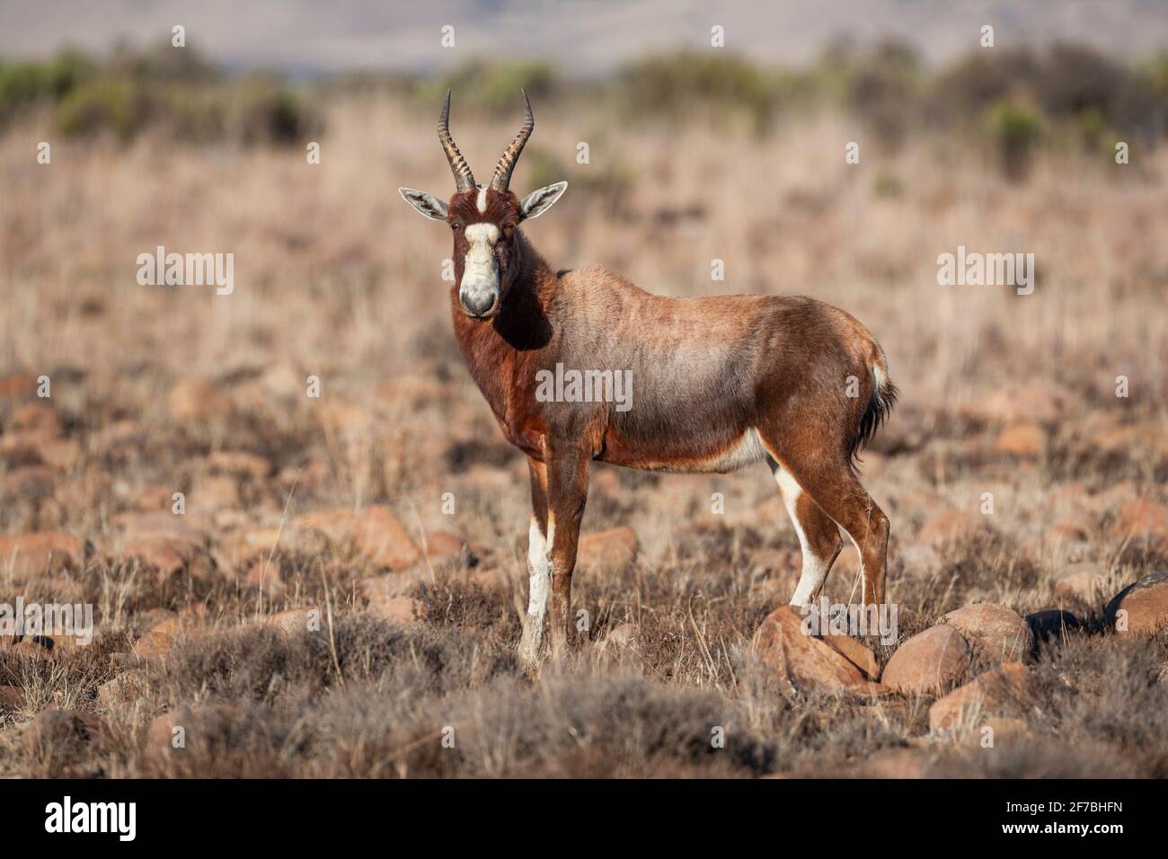 Blesbok (Damaliscus pygargus phillipsi), Mountain Zebra National Park, South Africa Stock Photo