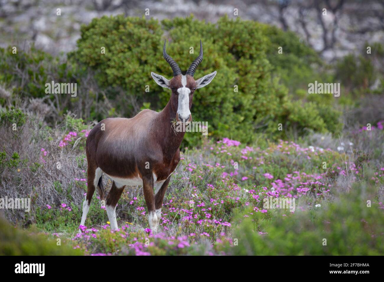 Bontebok (Damaliscus pygargus pygargus), Table Mountain National Park, South Africa Stock Photo