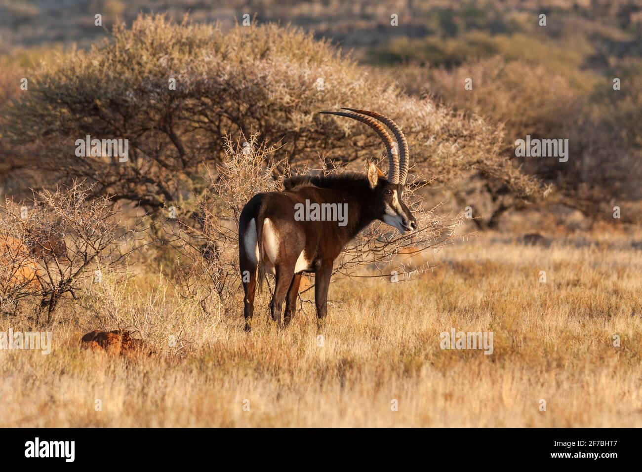 Sable (Hippotragus niger), Northern Cape, South Africa Stock Photo
