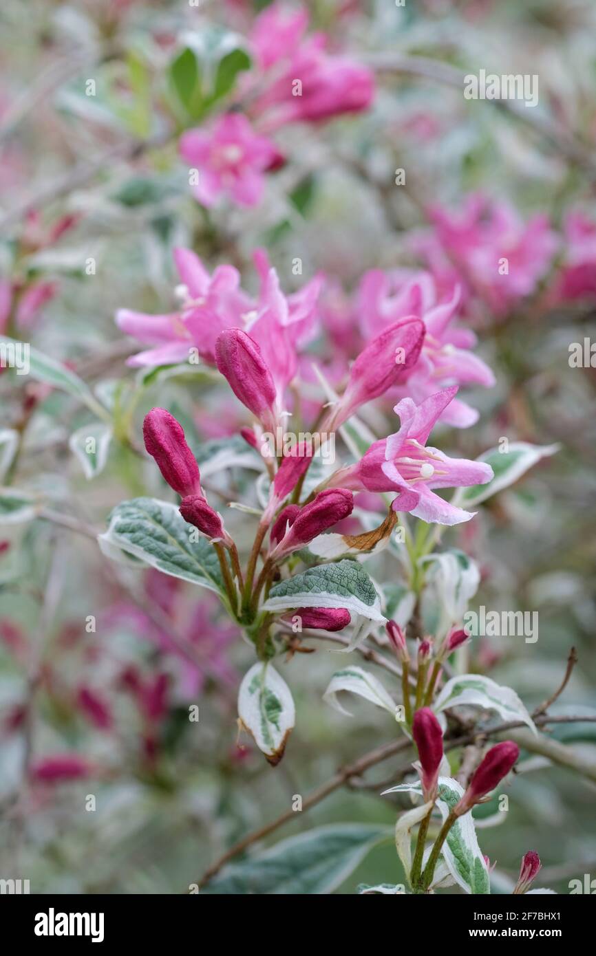 Variegated Praecox Weigela, Weigela praecox variegata, deciduous shrub, leaves irregularly edged creamy-yellow-white, pink flowers in spring Stock Photo