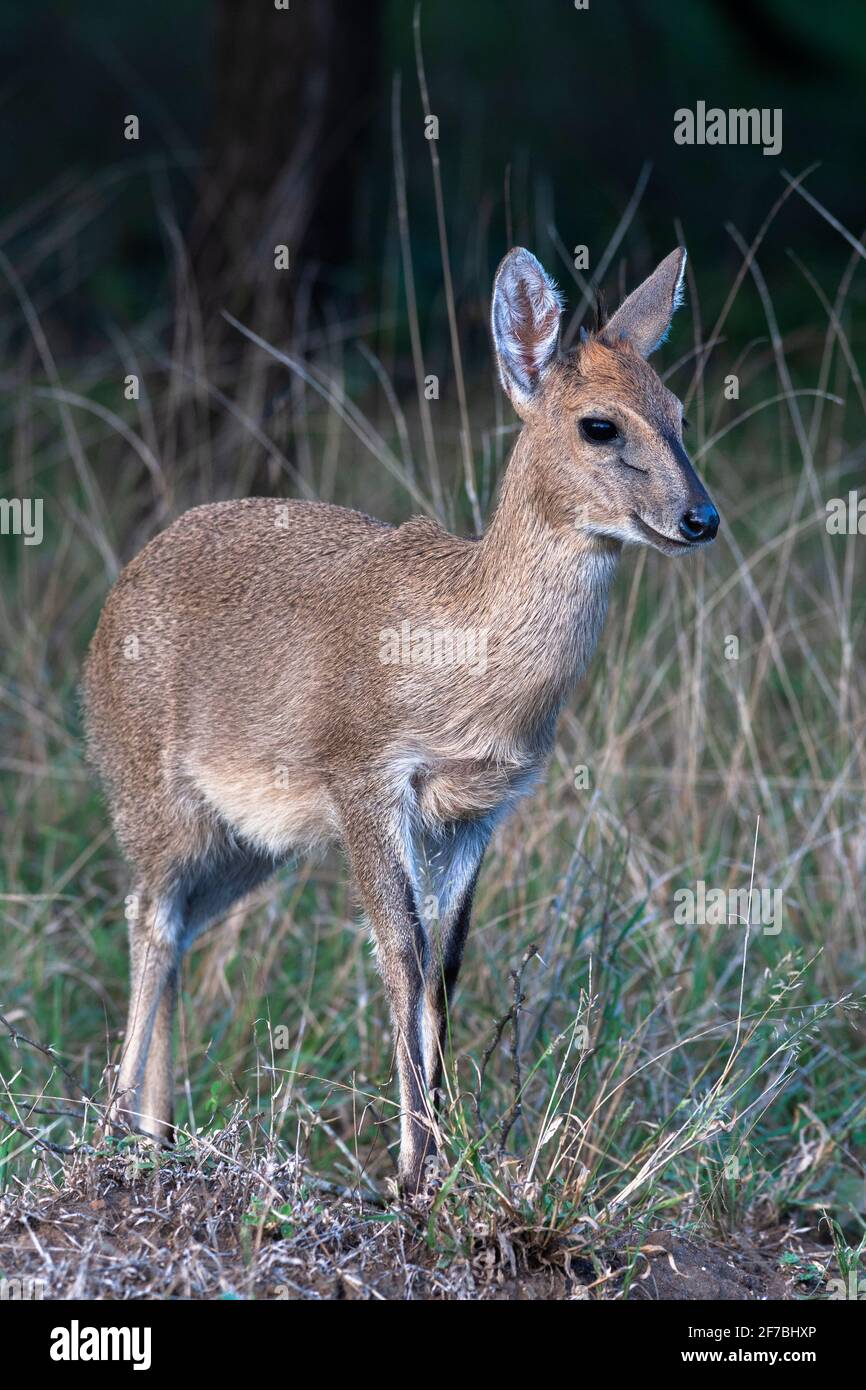 Common Duiker