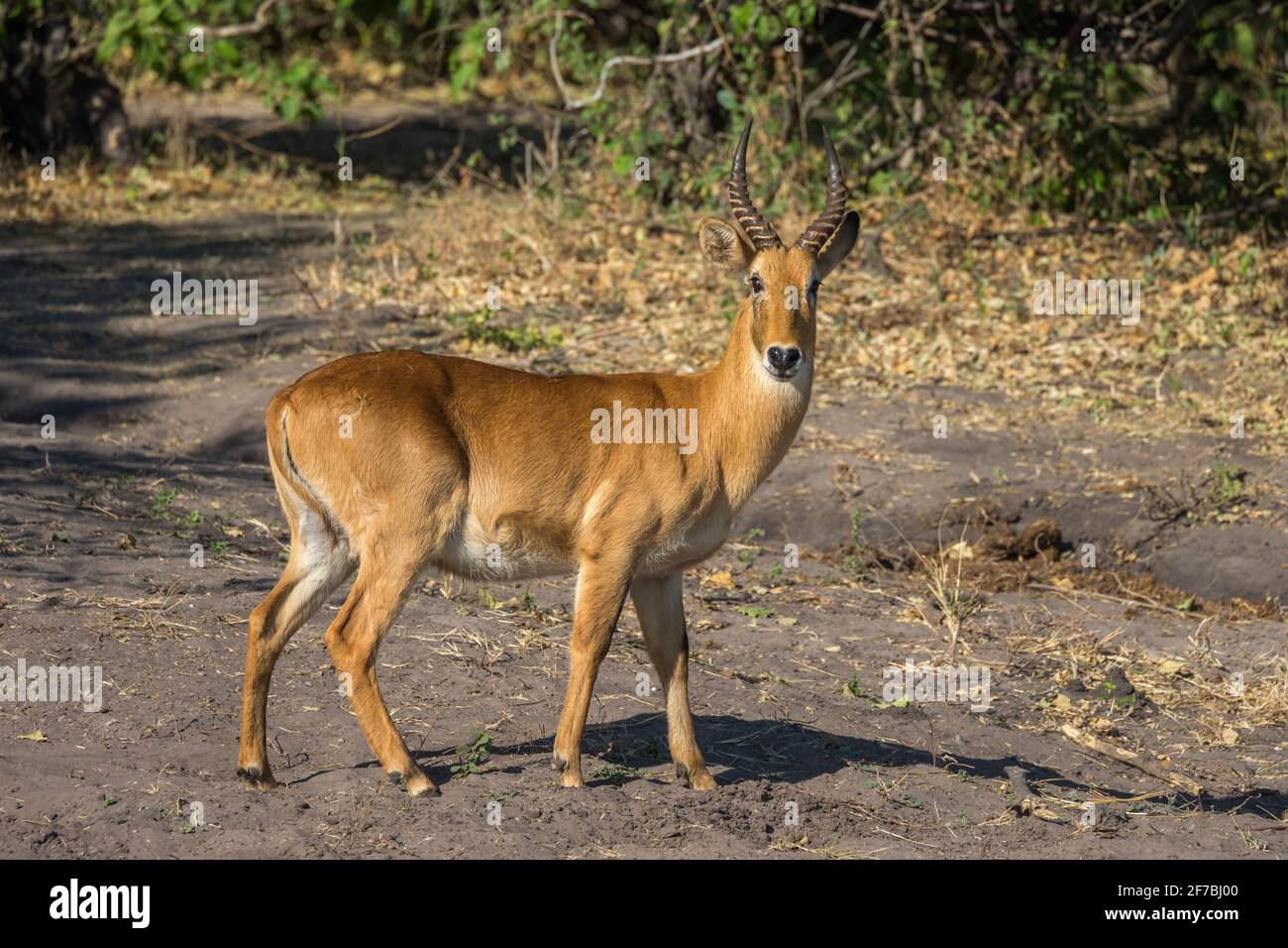 Animal puku wildlife hi-res stock photography and images - Alamy