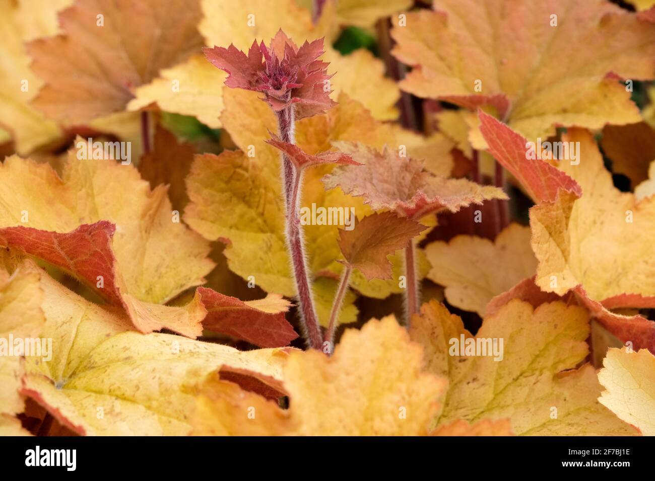 Heuchera 'caramel'. Alum root 'Caramel'. Apricot coloured foliage. Fancy-leaf Coral Bells 'Caramel'. Coral Flower 'Caramel' Stock Photo