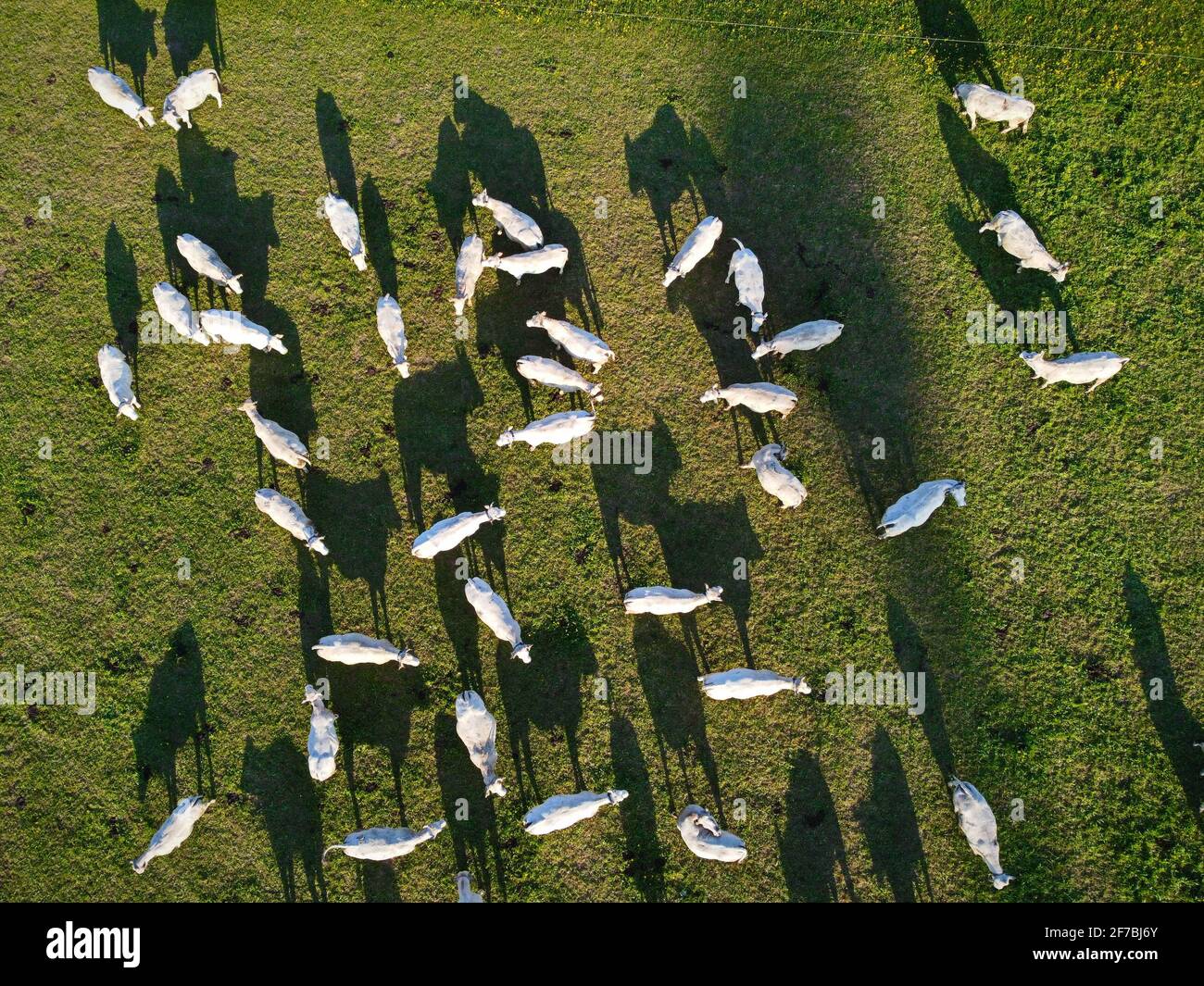 Aerial view of cows on green pasture in Italy Stock Photo