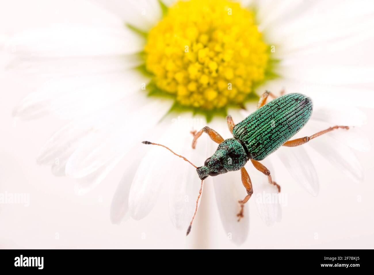 broad-nosed weevil (Polydrusus formosus, Polydrusus sericeus), sits on a daisy, Austria Stock Photo