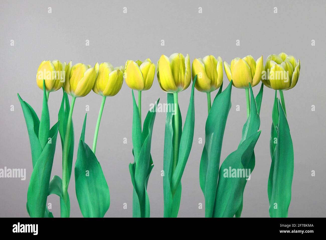 Beautiful tulips with green stems and leaves Stock Photo - Alamy