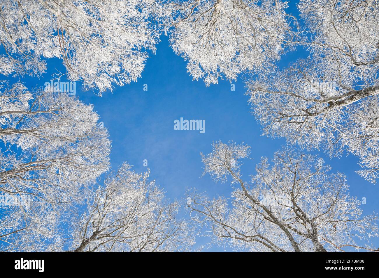 common beech (Fagus sylvatica), tree tops of snow covered beeches in front of blue sky, Switzerland Stock Photo