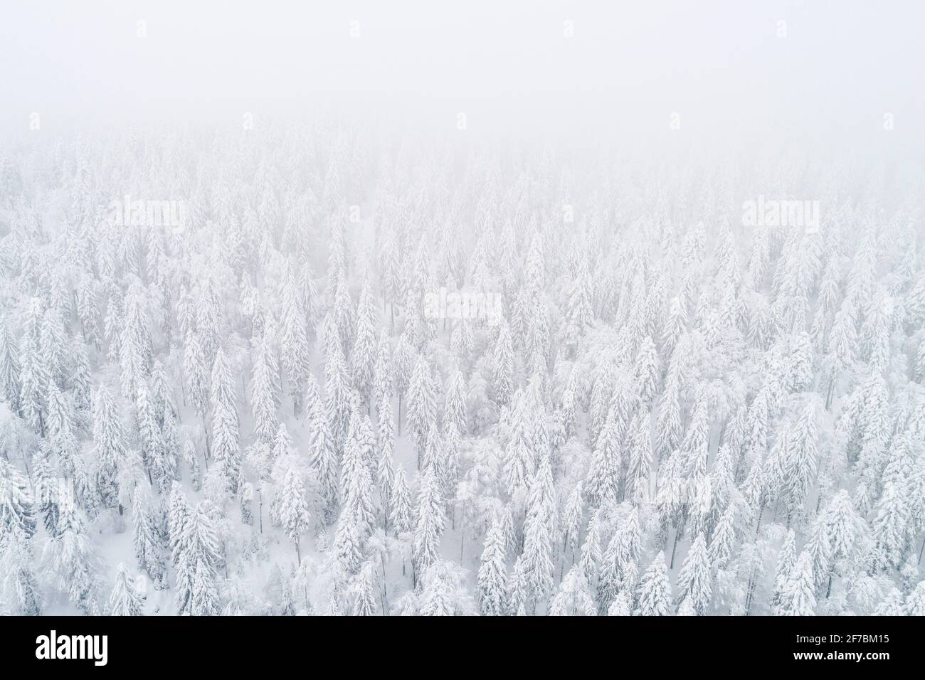 Norway spruce (Picea abies), drone photo of a winter forest in fog, Zug, Switzerland Stock Photo