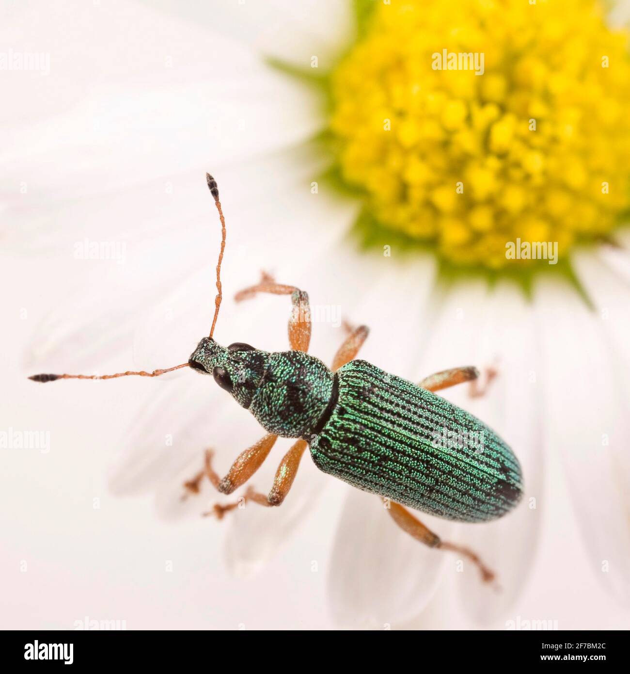 broad-nosed weevil (Polydrusus formosus, Polydrusus sericeus), sits on a daisy, Austria Stock Photo