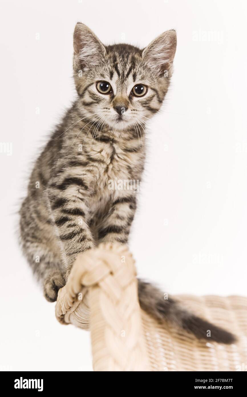 domestic cat, house cat (Felis silvestris f. catus), kitten on a basket chair Stock Photo