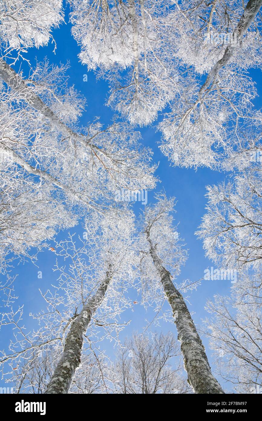 common beech (Fagus sylvatica), tree tops of snow covered beeches in front of blue sky, Switzerland Stock Photo