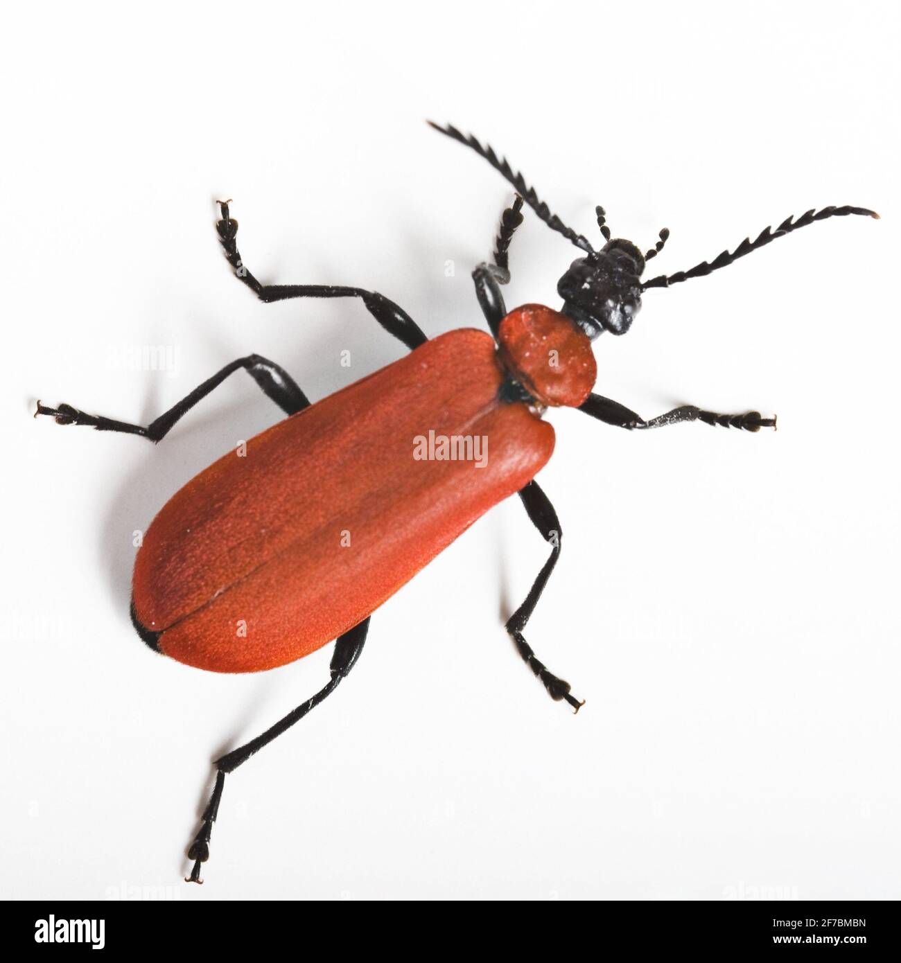 Scarlet fire beetle, Cardinal beetle (Pyrochroa coccinea), top view ...