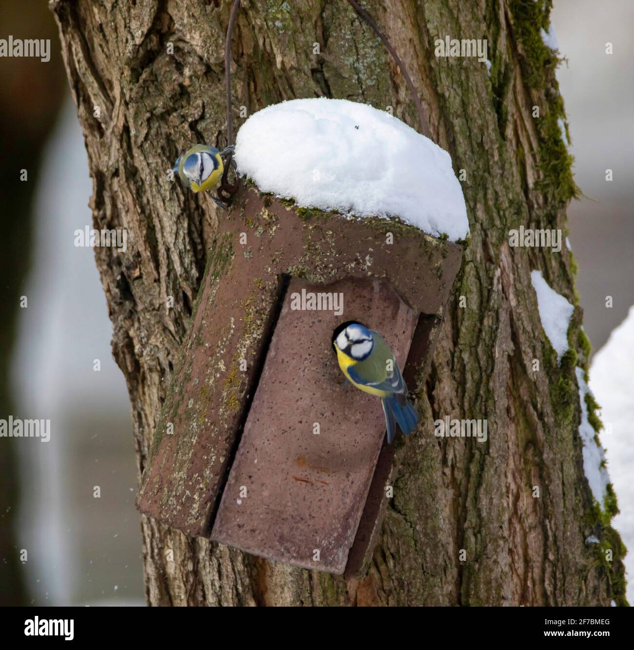 blue tit (Parus caeruleus, Cyanistes caeruleus), two Blue Tits at nesting box with snow, Germany Stock Photo