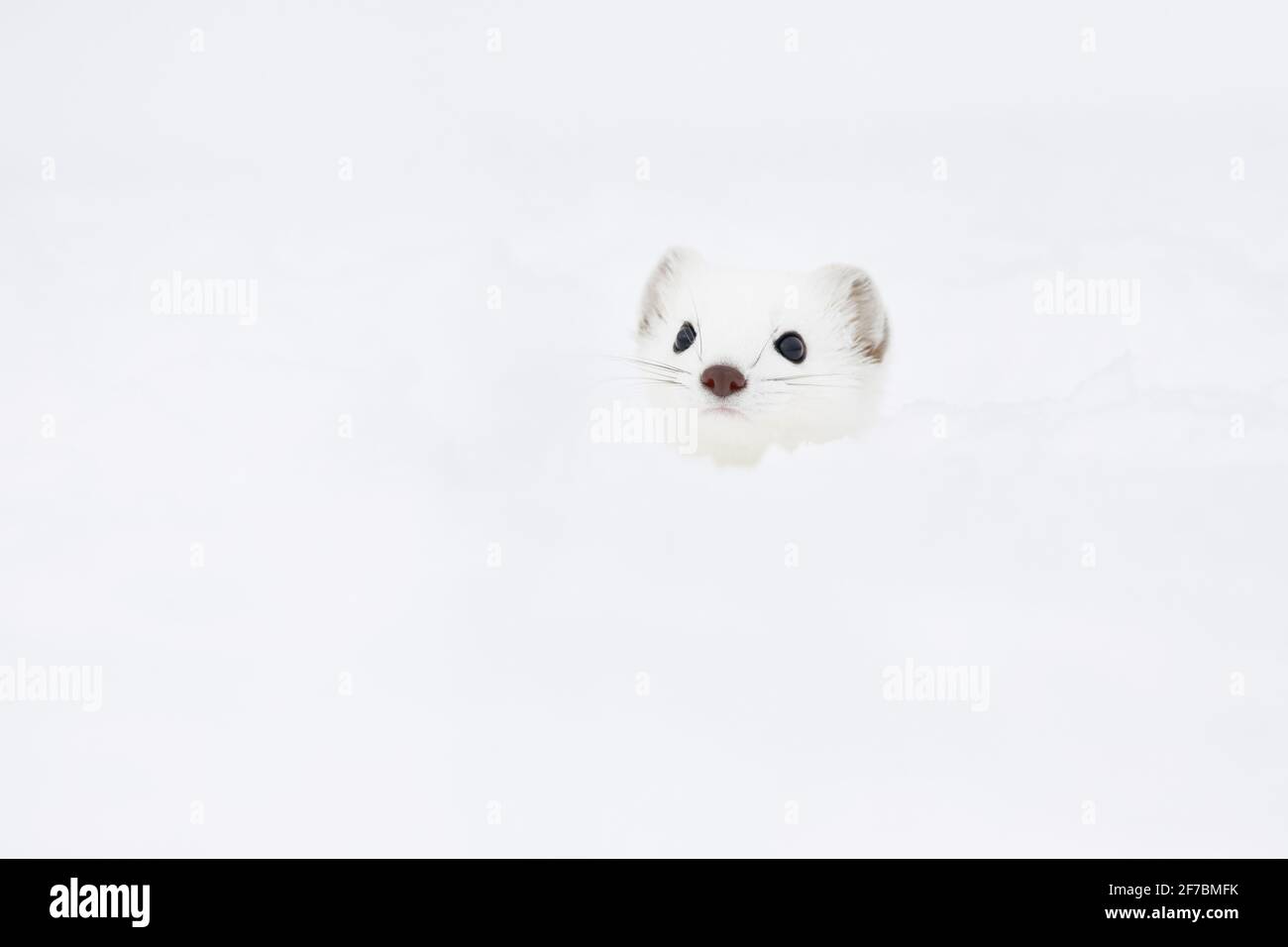 Ermine, Stoat, Short-tailed weasel (Mustela erminea), portrait with winter fur in snow, Switzerland Stock Photo