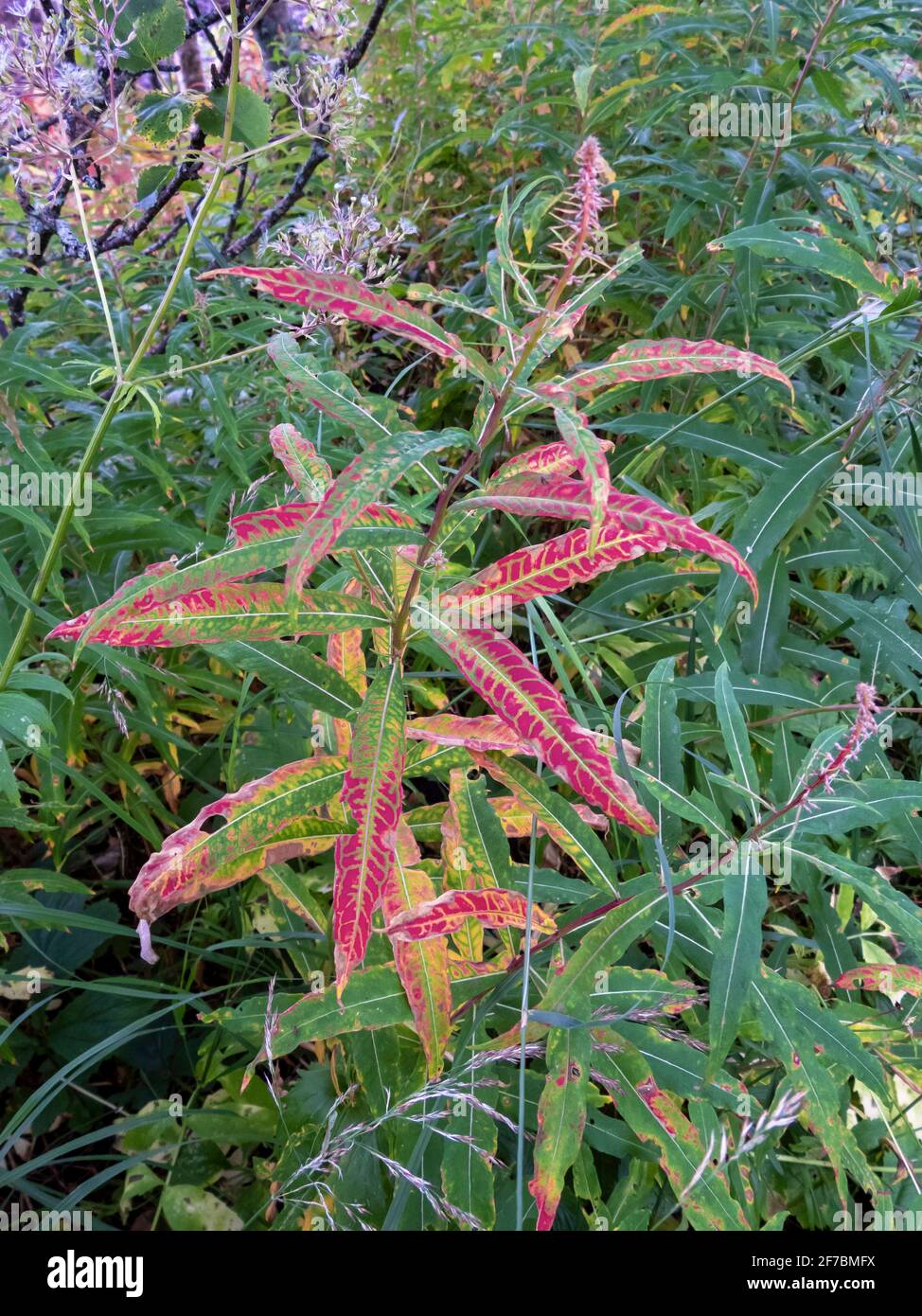 Fireweed, blooming sally, Rosebay willow-herb, Great willow-herb (Epilobium angustifolium, Chamerion angustifolium), with autumn leaves, Norway, Stock Photo