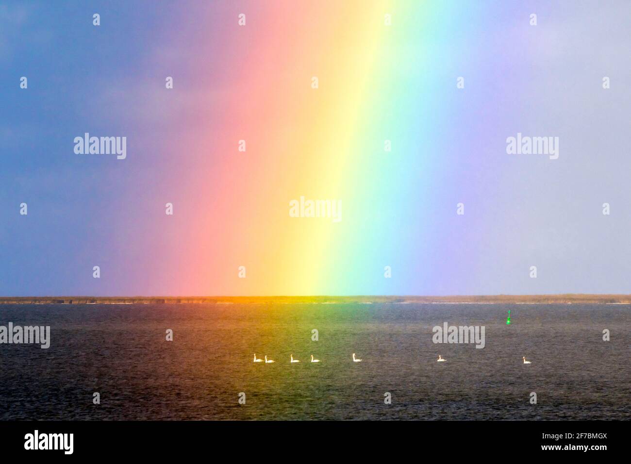 mute swan (Cygnus olor), Mute Swans under a rainbow, Germany, Mecklenburg-Western Pomerania, Bisdorf Stock Photo