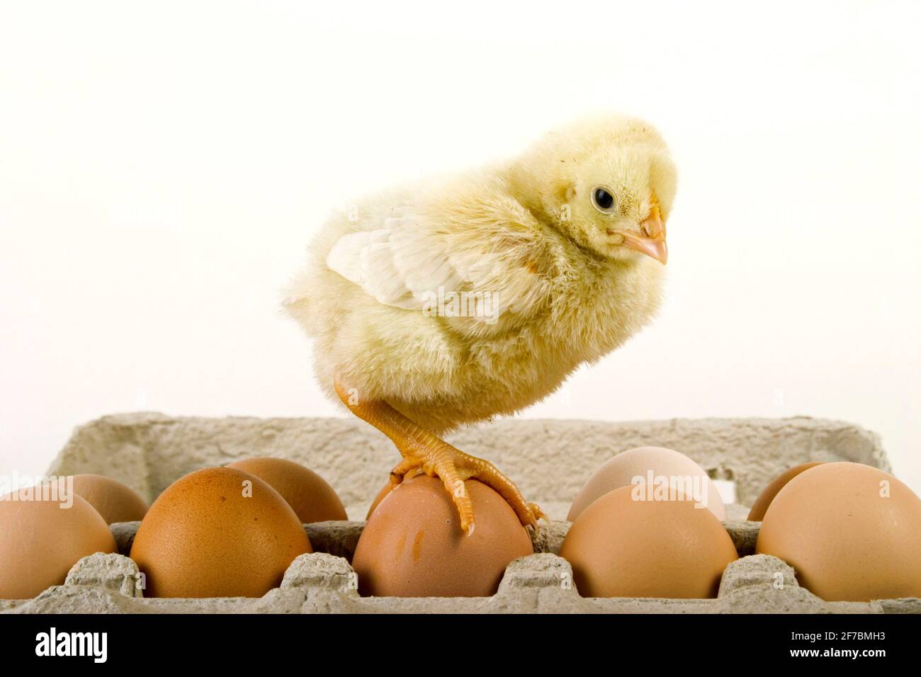 Fowl Box High Resolution Stock Photography And Images Alamy