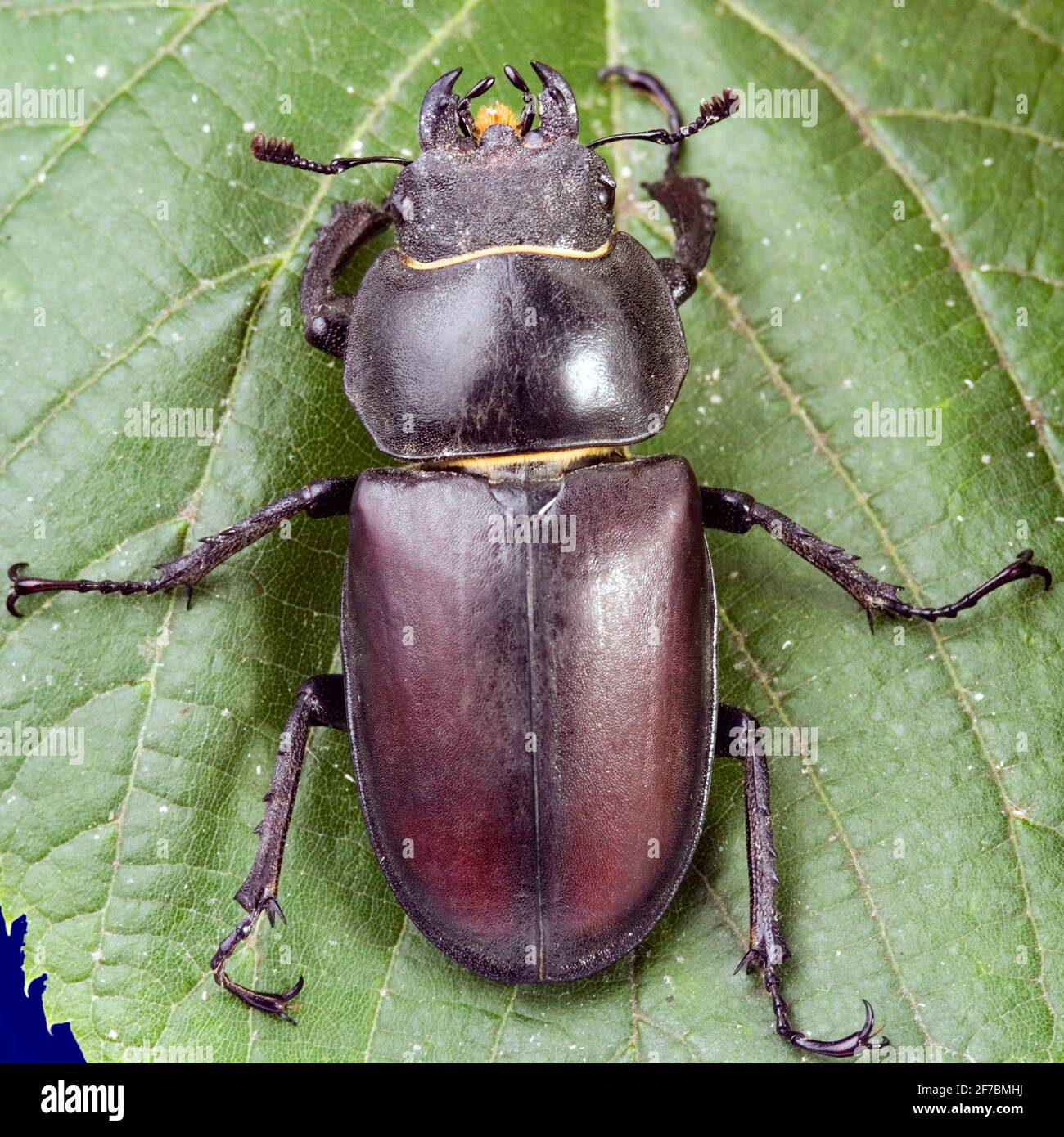 stag beetle, European stag beetle (Lucanus cervus), sits on a leaf