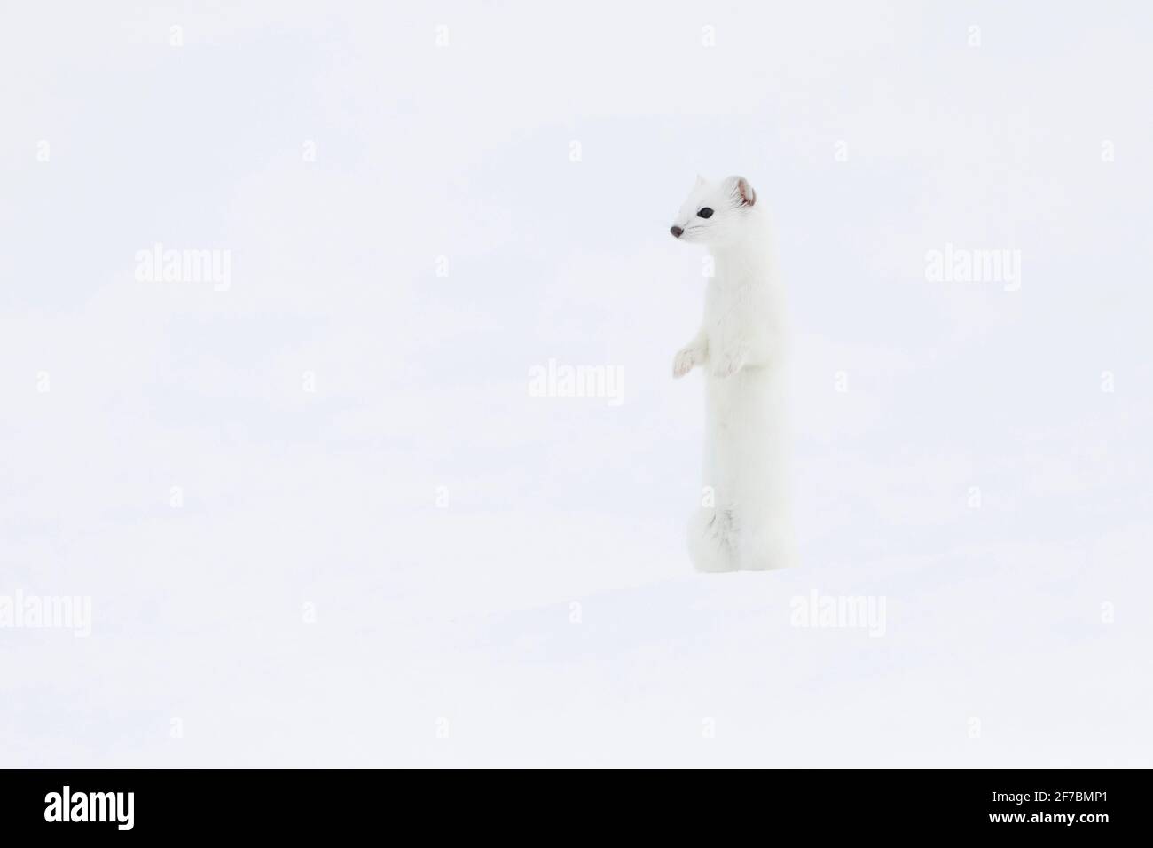 Ermine, Stoat, Short-tailed weasel (Mustela erminea), with winter fur stands erect in snow, Switzerland Stock Photo