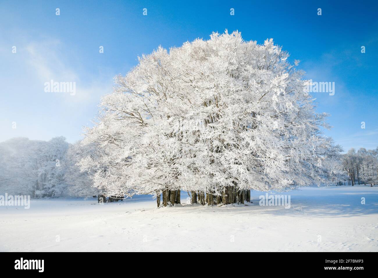 common beech (Fagus sylvatica), huge, snow covered group of beeches and blue sky at the Neuenburger Jura, Switzerland Stock Photo