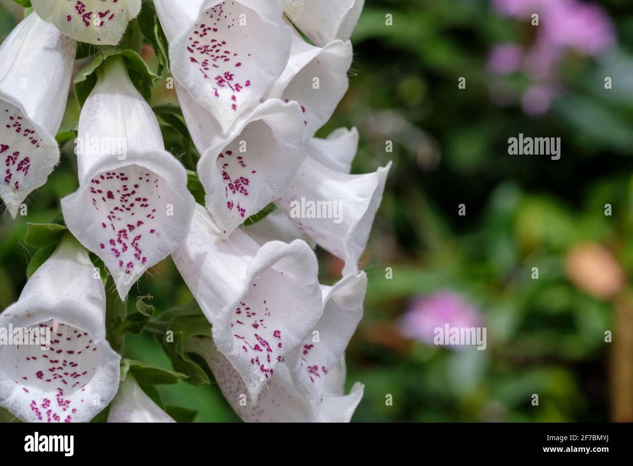 Digitalis purpurea 'Dalmatian White' (Dalmatian Series). Foxglove 'Dalmatian White'. Close-up white flowers foxglove digitalis Stock Photo