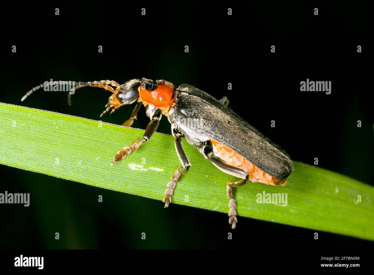 common cantharid, common soldier beetle (Cantharis fusca), sits on a leaf, Austria Stock Photo