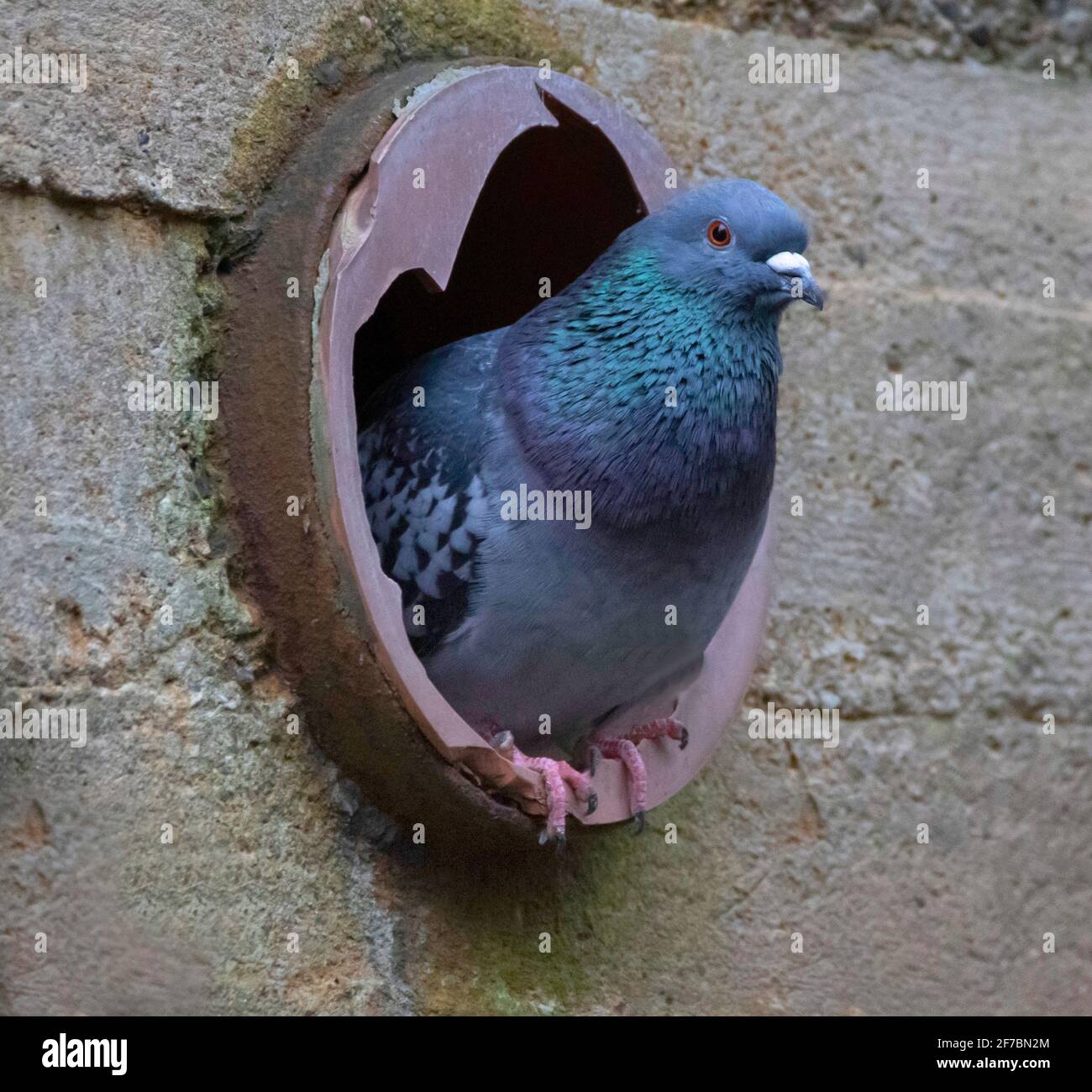 domestic pigeon, feral pigeon (Columba livia f. domestica), City Pigeon bevor nesting cave in bunker, Germany, Hamburg Stock Photo