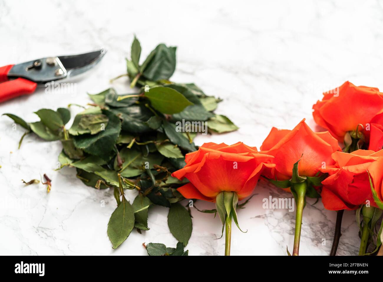 Pruning red roses with shears for a bouquet on a marble background ...
