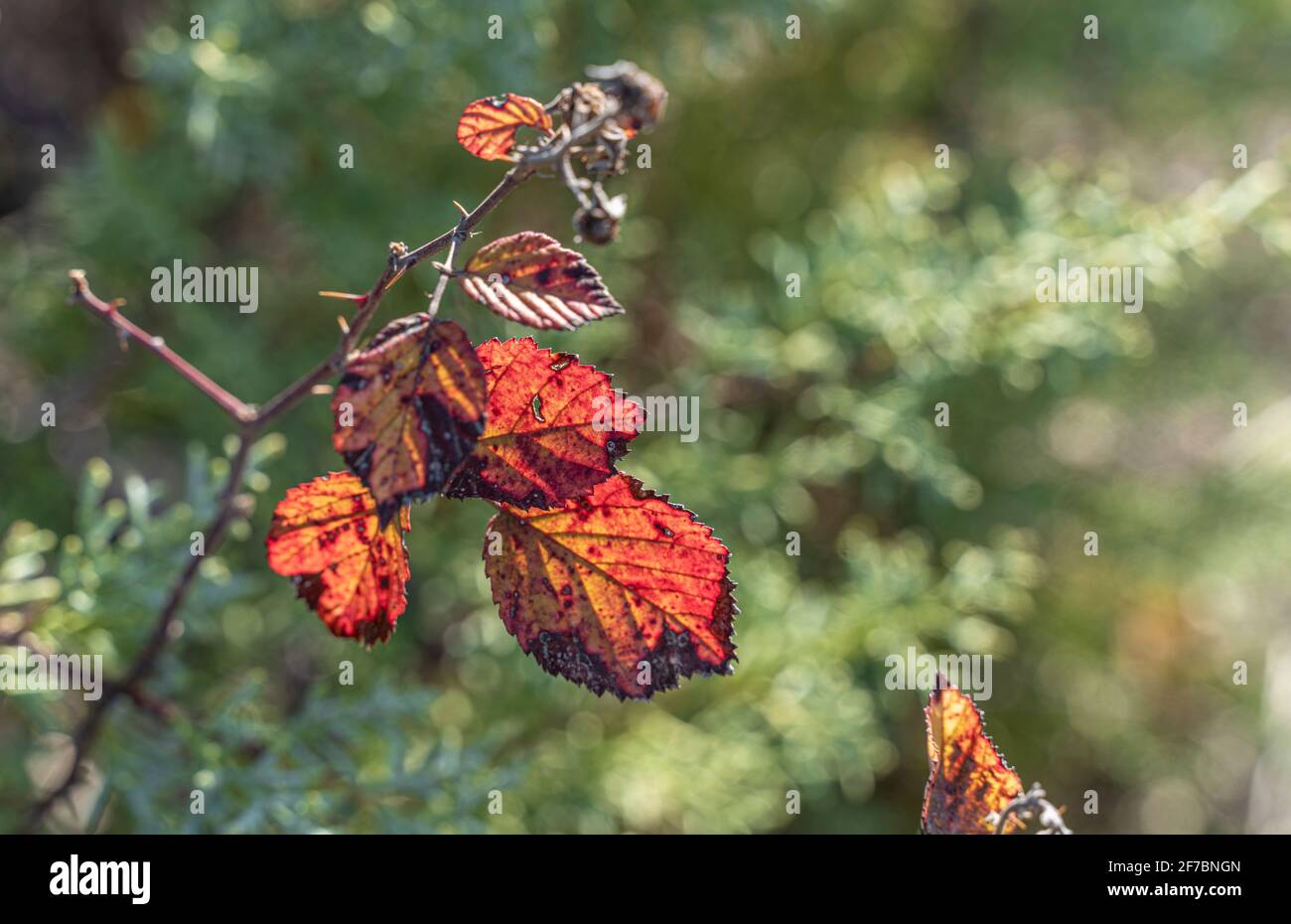 Branch and leaves of Bramble, (Rubus fruticosus), which turns red in autumn. Backlight and close up view, blurred green background. Stock Photo