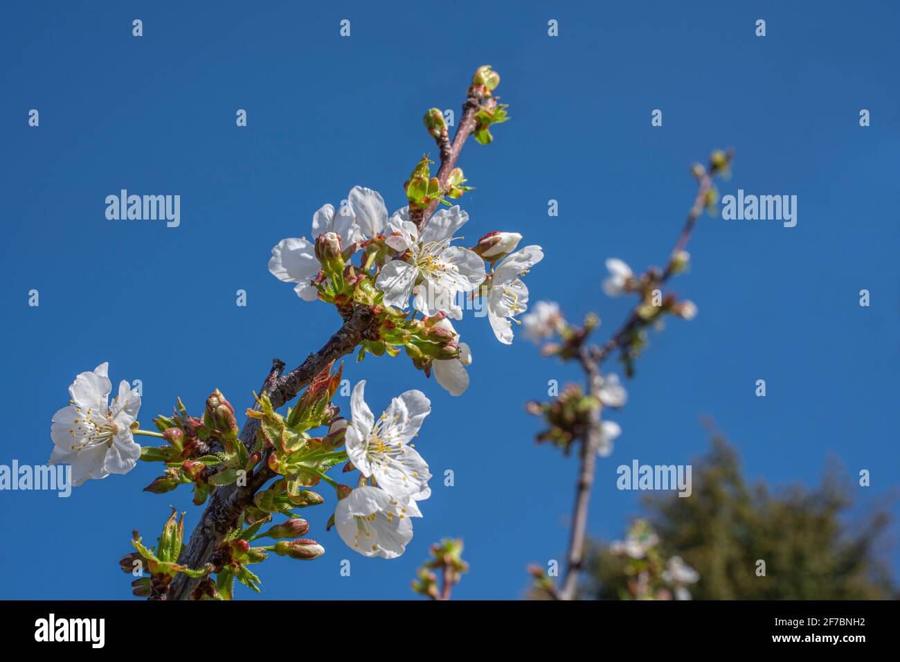 Blooming cherry blossom on cloudless blue sky. Stock Photo