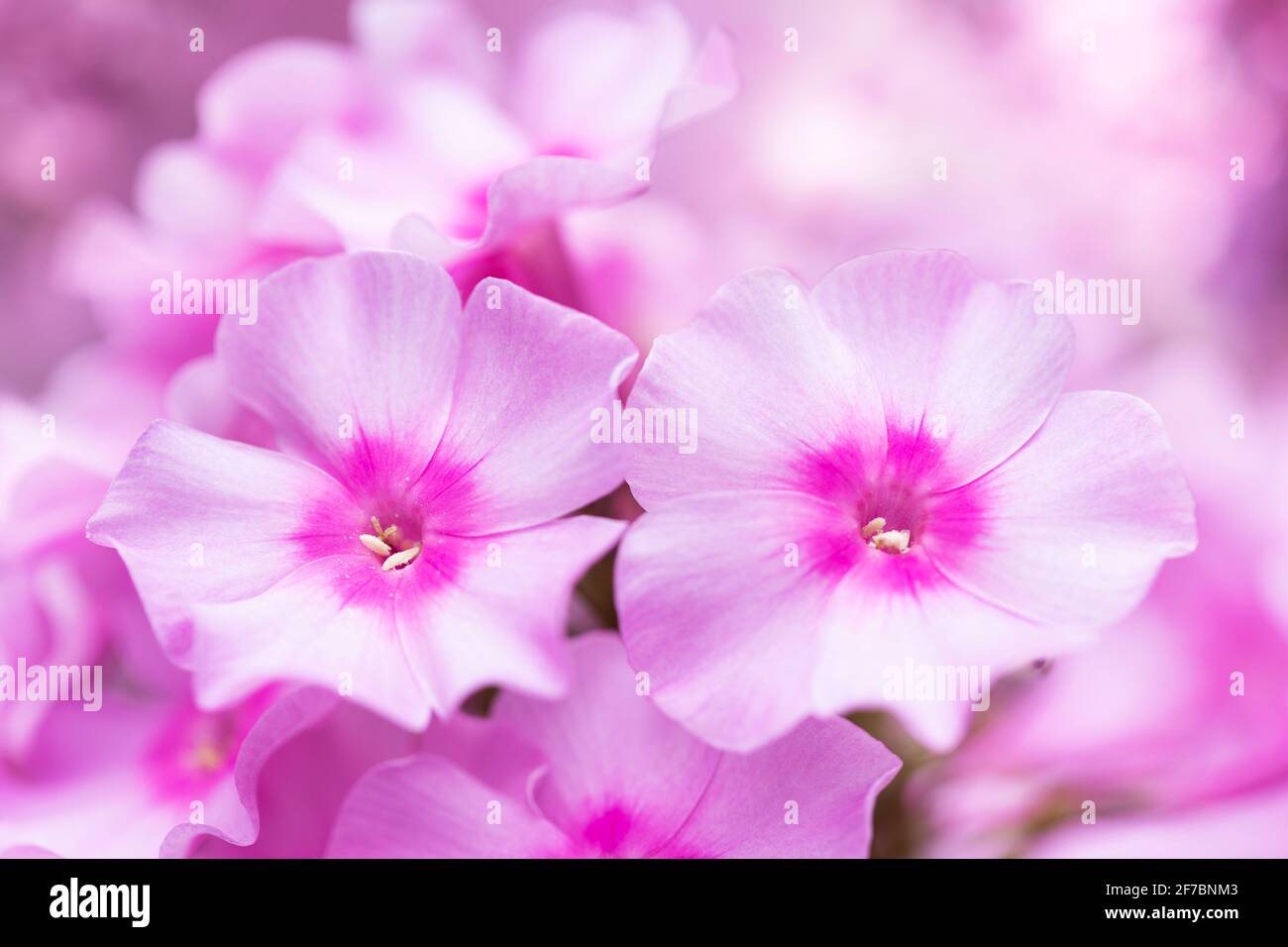 Blooming pink flowers of phlox in a garden Stock Photo - Alamy