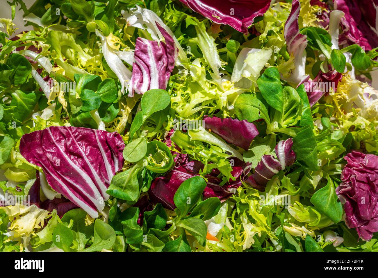 Mixed salad with radicchio, rocket, lettuce, escarole and mixed salad. Eat healthy. Abruzzo, Italy, Europe Stock Photo